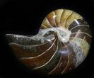 Cretaceous Nautilus Fossil - Madagascar #29628-1